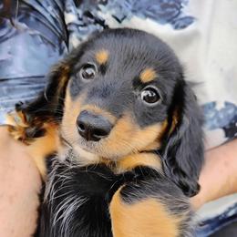 HANK - Black and tan male Dachshund puppy in Paradise, Texas from C and J Minis