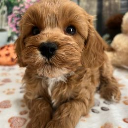 Eddy - Apricot male Cavapoo puppy in Lebanon, Missouri from Danielle’s Doodles