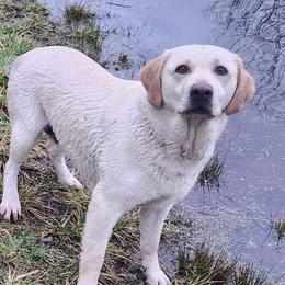 Lola - Labrador Retriever