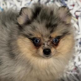 Two - Blue merle female Pomeranian puppy in Silver Springs, New York from Humehill