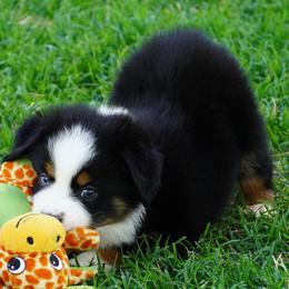 Boy 3 - Black tri male Miniature Australian Shepherd puppy in Lawton, Oklahoma from Lindsey’s Aussies