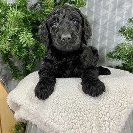 Aussiedoodle, Double Doodle, and Goldendoodle Puppies from Dandy Doodle Ranch