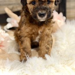 Bernedoodle and Whoodle Puppies from Genesis Family Farm