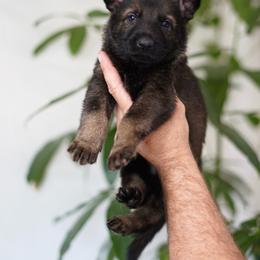Ryker - Sable male German Shepherd puppy in Coarsegold, California from Yosemite Shepherds