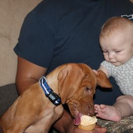 Vizsla Puppies from High Trail Connection