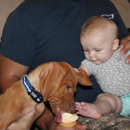 Vizsla Puppies from High Trail Connection