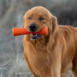 Golden Retrievers from Tsillan Goldens