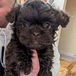 Cocoa - Brown female Shihpoo puppy in Coshocton, Ohio from Forever Family Puppies