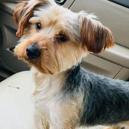 Yorkshire Terriers from Angel's Yorkies