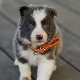 Cannoli (orange) - White and blue male Border Collie puppy in Lodi, California from R3 Sport Dogs (Rafter 3 Ranch)