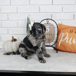 Gabby - Merle female Labradoodle puppy in Bryantown, Maryland from Doodles on Duty