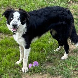 Luna - Border Collie