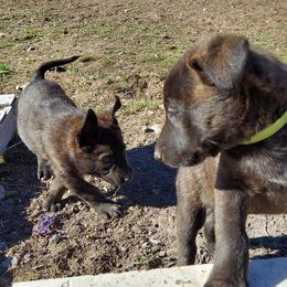 Dutch Shepherds from Ziva's Legacy Dutch Shepherds