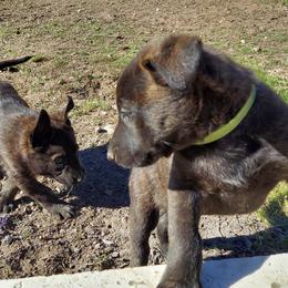 Dutch Shepherds from Ziva's Legacy Dutch Shepherds