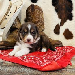 'Lizzie' - Red tri-color female Australian Shepherd puppy in Durand, Wisconsin from Larson’s Legacy Aussome Aussie Kennels