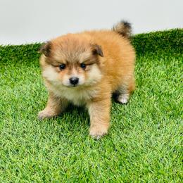 Harper 1550 CKC - Tri-colored female Pomeranian puppy in Douglas, Georgia from Heartland small breeds