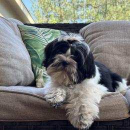 French Bulldog, Miniature American Shepherd, and Shih Tzu Puppies from Serene Prairie K9