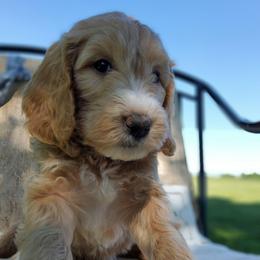Cody, goldendoodle F1b - Apricot male Goldendoodle puppy in Dickson, Tennessee from Rowan's Rascals