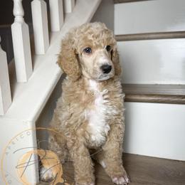 Charleston Chew - Apricot male Poodle puppy in Murrieta, California from Apricot Poodles & Goldendoodles, LLC
