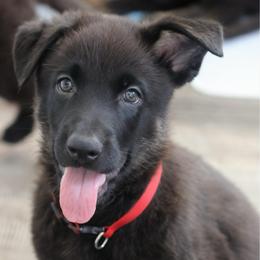 Vin - Black and cream male German Shepherd puppy in De Land, Florida from 3B’s Animal Artistry