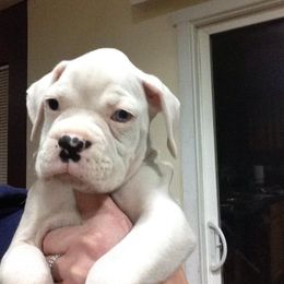 Boxer Puppies from Vintage Boxers