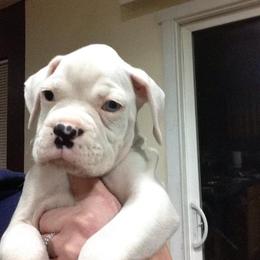 Boxer Puppies from Vintage Boxers