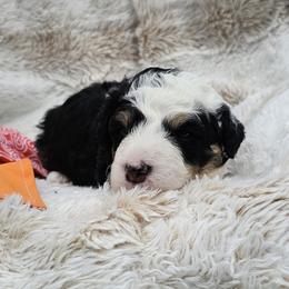 Orange Collar Tails - Tri-color male Bernedoodle puppy in Bonham, Texas from Happy Valley Puppies