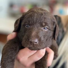 Labradoodles from Island View Poodles & Doodles
