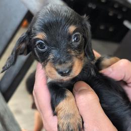 Luna - Blue and tan female Dachshund puppy in Waddell, Arizona from The Bearded Companions