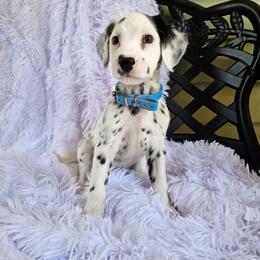 Teal - White and black female Dalmatian puppy in Gray, Georgia from Fuller Spots