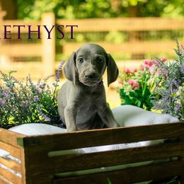 Amethyst - Blue female Weimaraner puppy in Talking Rock, Georgia from North Georgia Weims