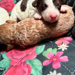 Girl 4 - Chocolate female Goldendoodle puppy in Cocoa, Florida from The Beach Doodles