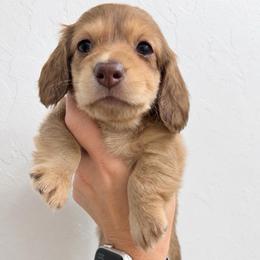 Bernadette - Chocolate and cream female Dachshund puppy in Piedmont, Oklahoma from Jess’s Dachshunds