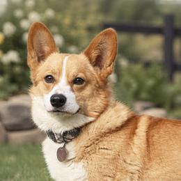Spencer - Pembroke Welsh Corgi
