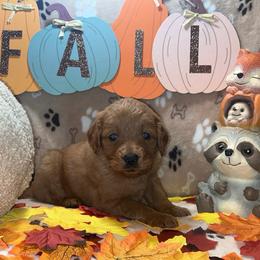Espresso - Red  female Goldendoodle puppy in Warren, Michigan from Annette Patterson