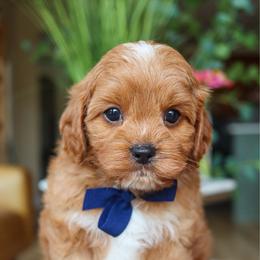Samba - Red male Cavapoo puppy in Salado, Texas from Red Ranch Dogs