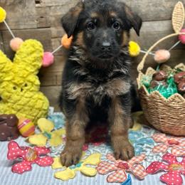 Light Blue - Ying - Black and red male German Shepherd puppy in Iola, Wisconsin from Aus Hütehunde German Shepherds