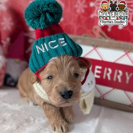 Green Boy - Apricot male Goldendoodle puppy in Rockledge, Florida from Stormie's Doodles