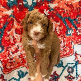 Poppi - Red  female Goldendoodle puppy in Macon County, North Carolina from Mountain Doodles