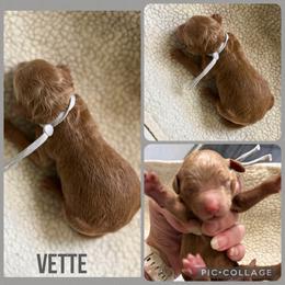 Vette - Red  female Poodle puppy in Mount Vernon, Illinois from AMC Poodles