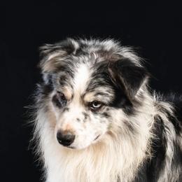 Remi - Blue merle male Australian Shepherd puppy in Placerville, California from BFF Aussies