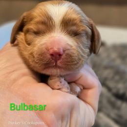 Bulbasar - Cream male Cockapoo puppy in Perry, Arkansas from Parker's Cockapoos