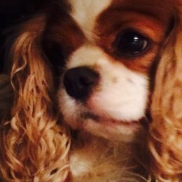 Cavalier King Charles Spaniels from Cynja Cavaliers