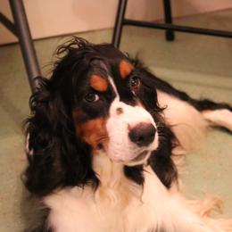 Willow - English Springer Spaniel