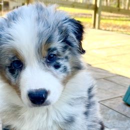 Boy 3 - Australian Shepherd puppy in Perkasie, Pennsylvania from Kid’s Kingdom Australian Shepherds