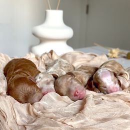 Poodle puppies from The Poodlemen