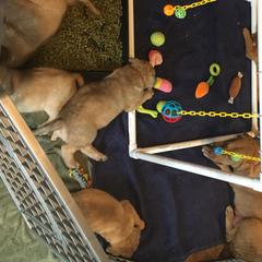 Chesapeake Bay Retriever Puppies from Bay Haven Chesapeakes