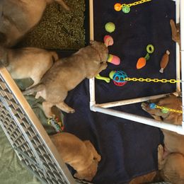 Chesapeake Bay Retriever Puppies from Bay Haven Chesapeakes