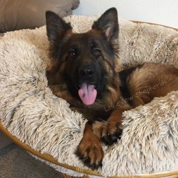 Willa  - German Shepherd