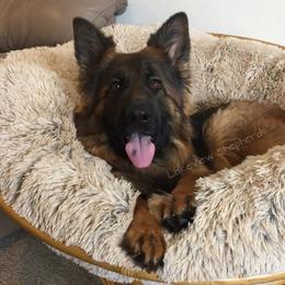 Willa  - German Shepherd